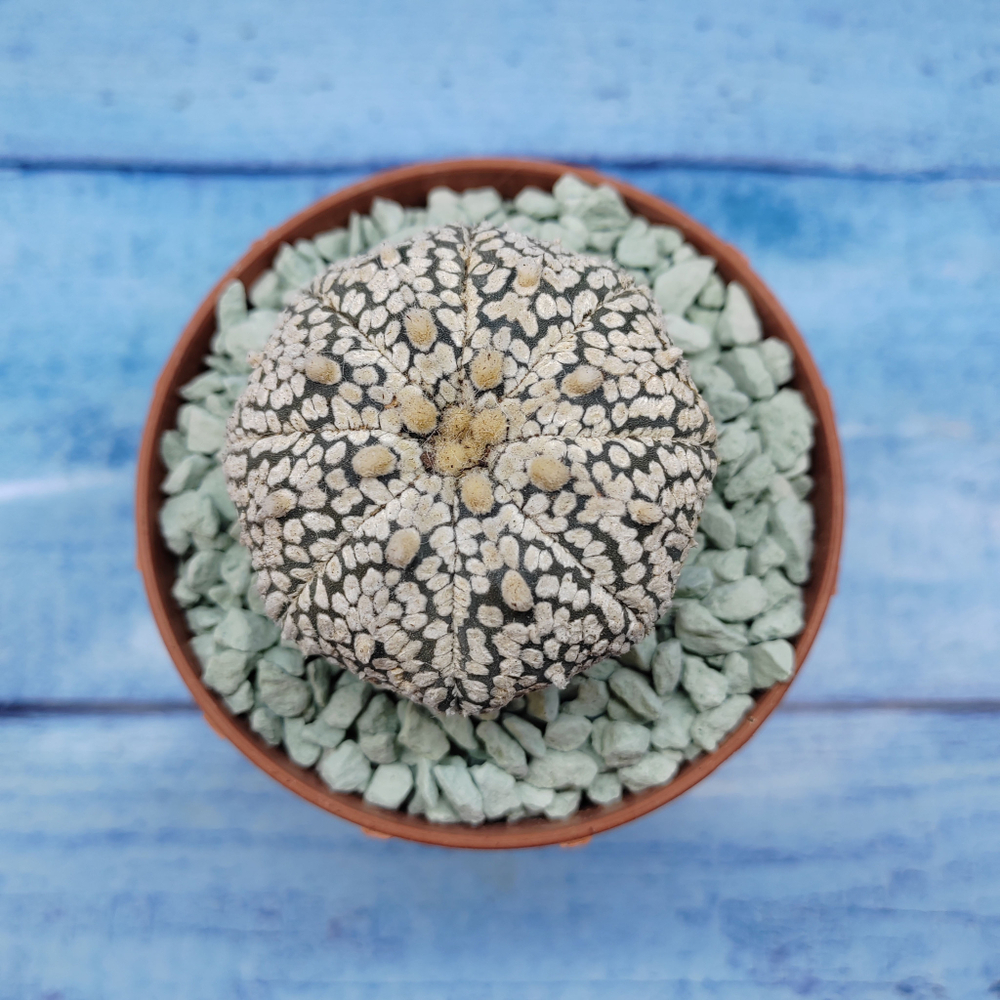 Astrophytum Asterias "Super Kabuto" (Астрофитум)
