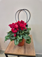 Цикламен Персидский в ассортименте