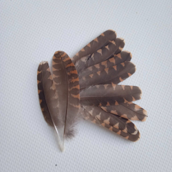 Перья вальдшнепа 4-7 см. 10 шт.