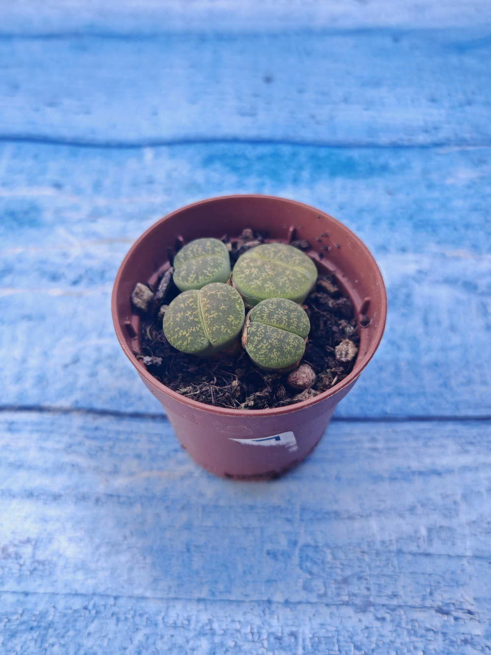 Lithops sp. (Литопсы)