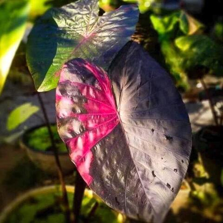 Колоказия LANSKA BLACK RED