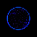 Форелевая приманка "Minoga" BOBR 3,2"(10шт) 80мм, 1,2гр, цвет 09