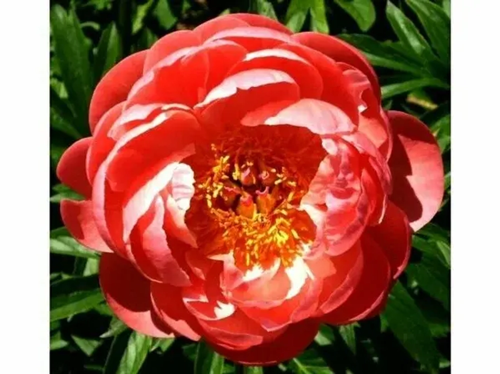Пион гибридный Корал Шарм  (Coral Charm)