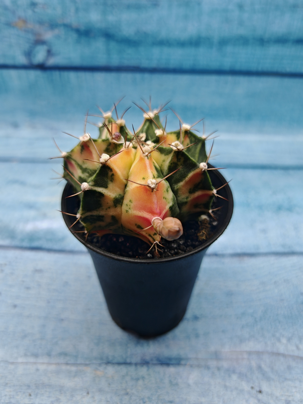 Gymnocalycium Variegata (Гимнокалициум Вариегатный)