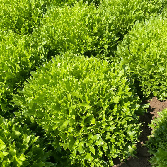 Эксфрейм_семена_салата_саланова_Rijk_Zwaan_купить_оптом – фото 2