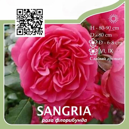 Роза флорибунда "Sangria"