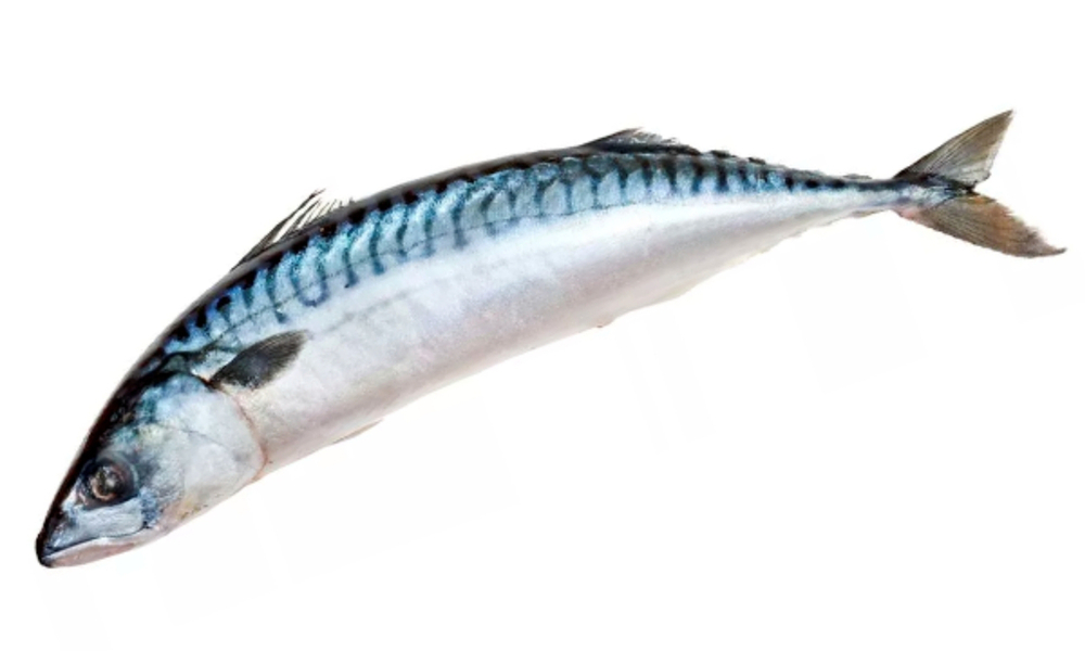 скумбрия 400-600*