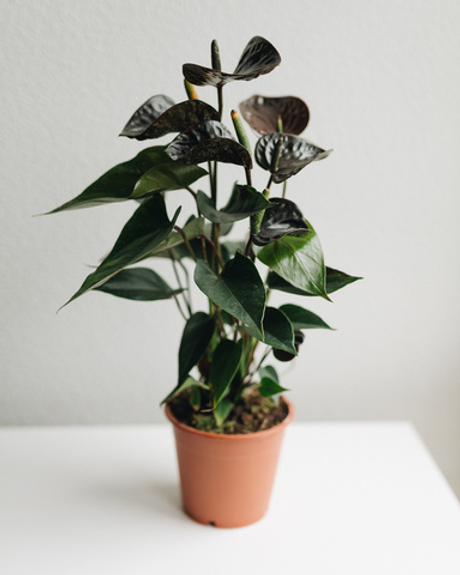 Антуриум Блэк Куин