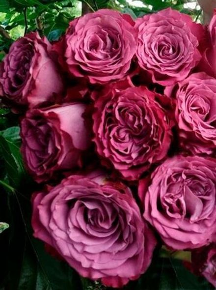 Принцесса Тамако (Princess Tamako)