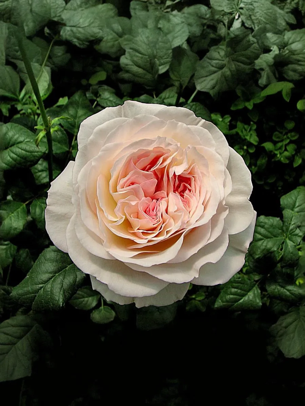 Роза английская Кейра