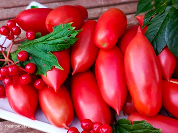 Аргентинское чудо сорт томата