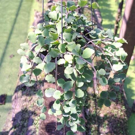 Хойя KANYAKUMARIANA