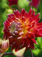 Георгин декоративный Акита