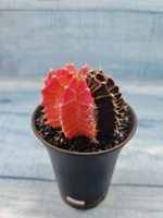 Gymnocalycium Variegata (Гимнокалициум Вариегатный)