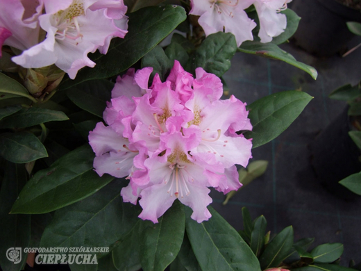 Рододендрон гибридный Похьёлас Доте Р9 25-30 см Закупка М63 апрель 2026