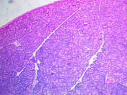 Видеоокуляр ToupCam UCMOS05100KPA