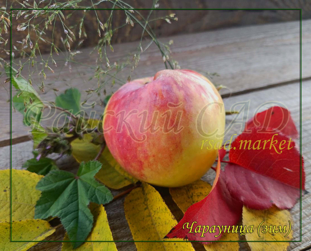 Яблоня Чаравница (Чарауница)