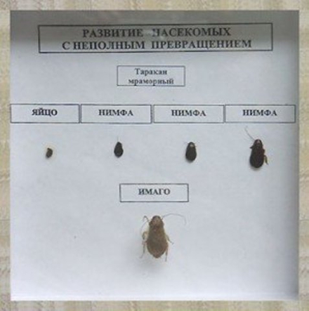 Коллекция «Развитие насекомых с неполным превращением»
