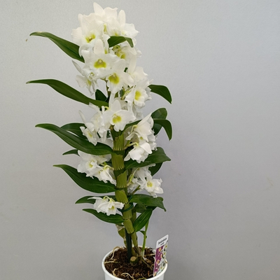 Орхидея Дендробиум Нобель