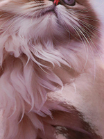 Дневник школьный 48л. 1-4 классы "Нежный котик" (Проф-Пресс)