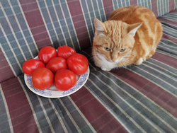 Помидоры Корзиночки из деревни Гарфаньяна - Canestrino Della Garfagnana