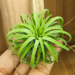 Тилландсия ionantha Curly Leaf M