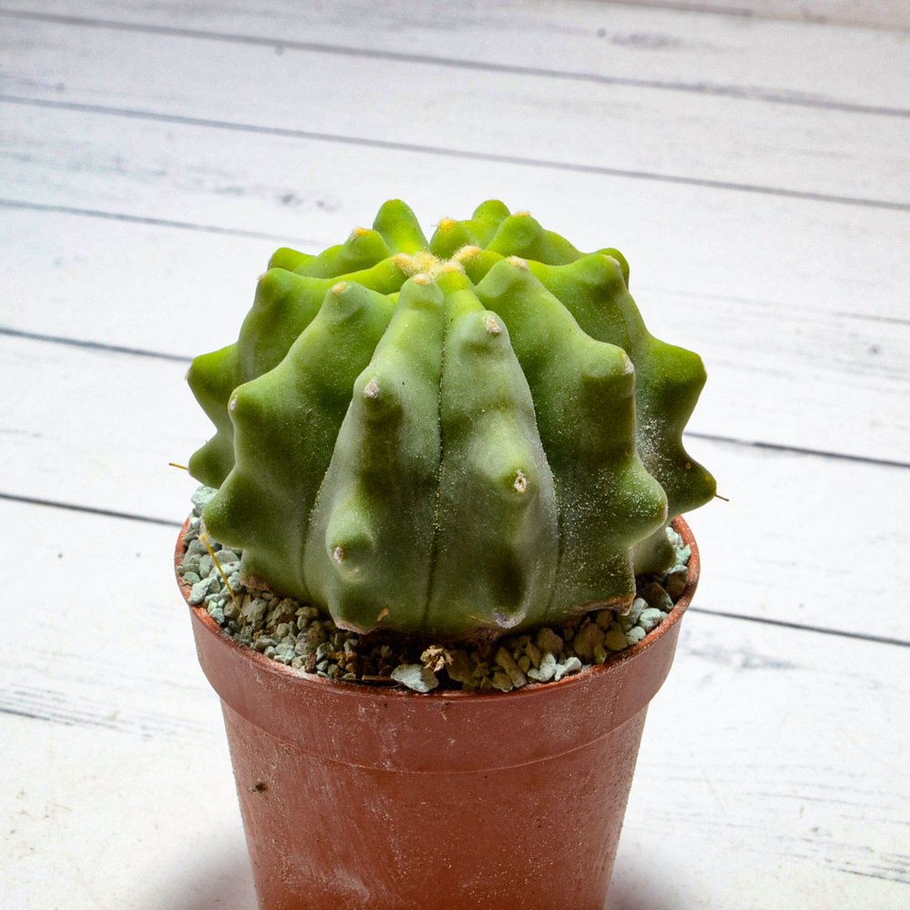 Ferocactus Inermis (Ферокактус)