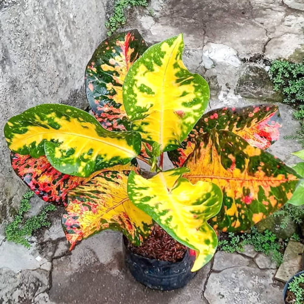 Кротон ROMANTIC LOVE