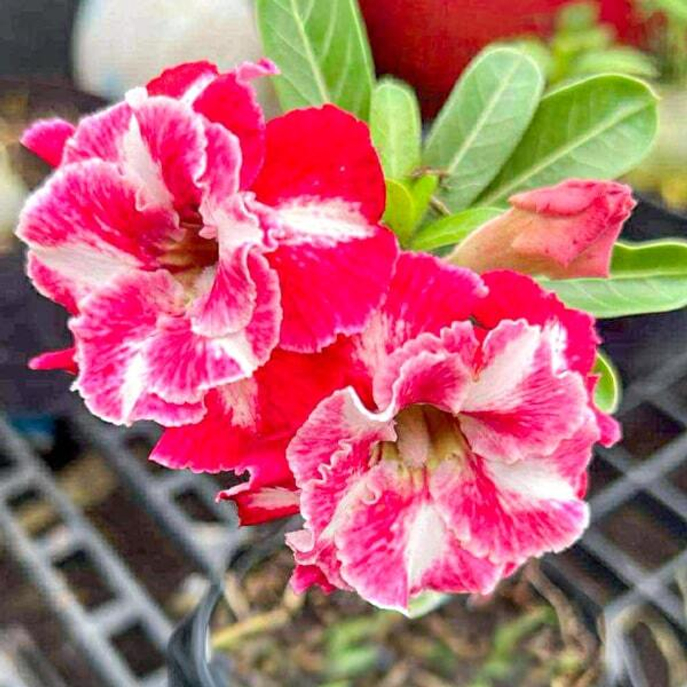 Адениум GIFFY