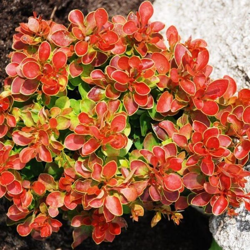 Барбарис Тунберга Адмирейшн PBR C4 20-30