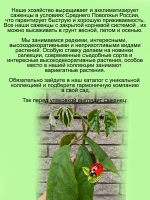 Тетрастигма Вуанье Комнатная мощная лиана