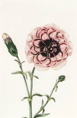 100 Flowers: One Hundred Postcards from the Royal Horticultural Society