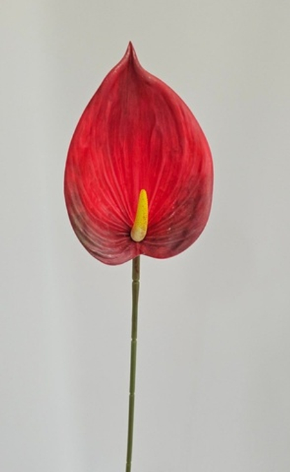 Антуриум одиночный / Арт 2037