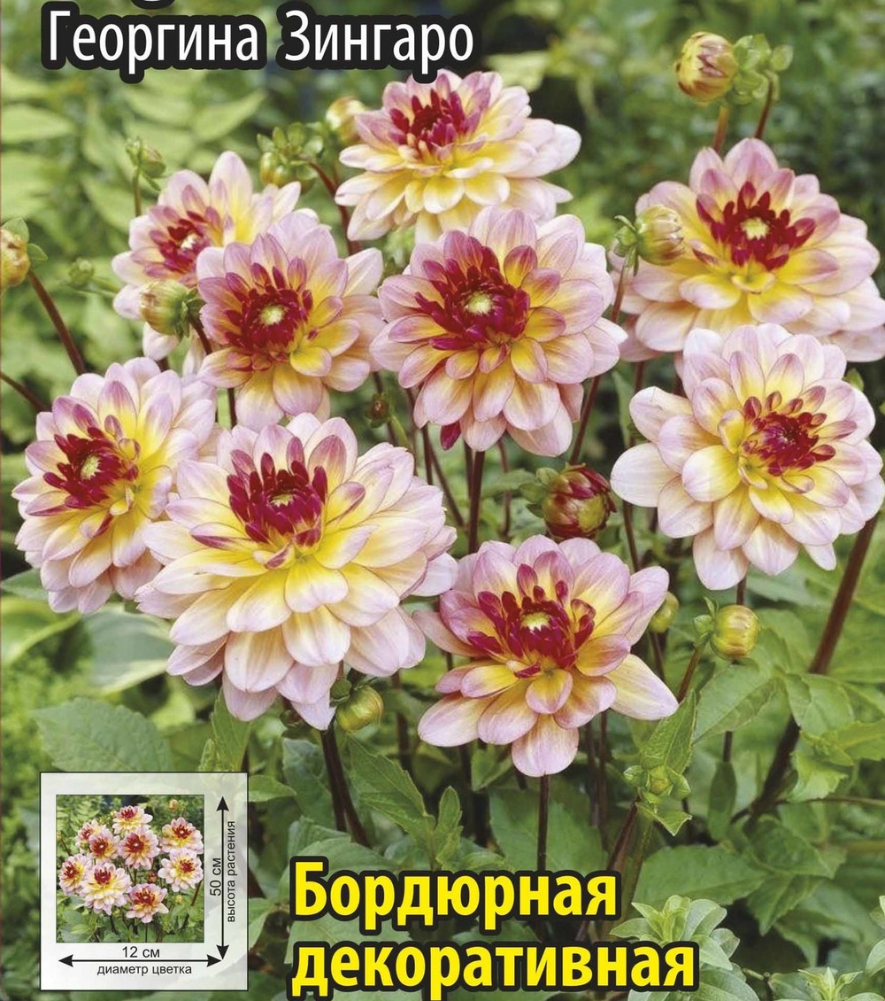Георгина Зингаро