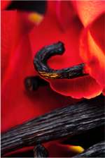 Maison Crivelli Hibiscus Mahajád Extrait de Parfum