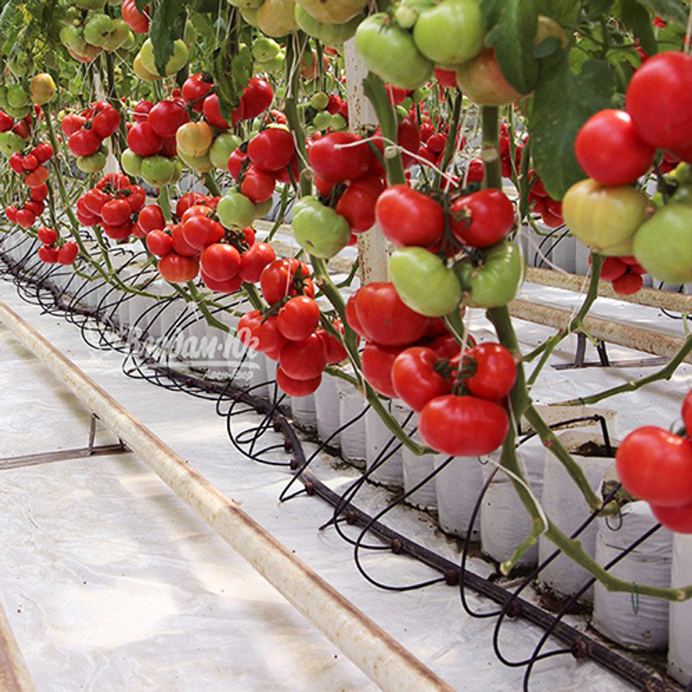 Семена томата Афен F1, Сlause, 5 шт.