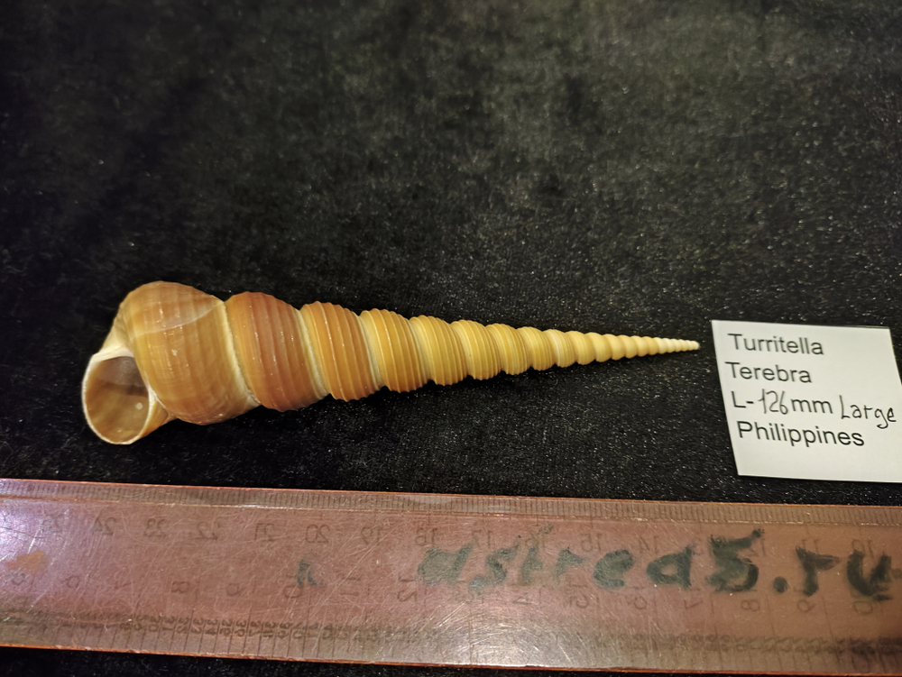 Туррителла Теребра 110-130мм