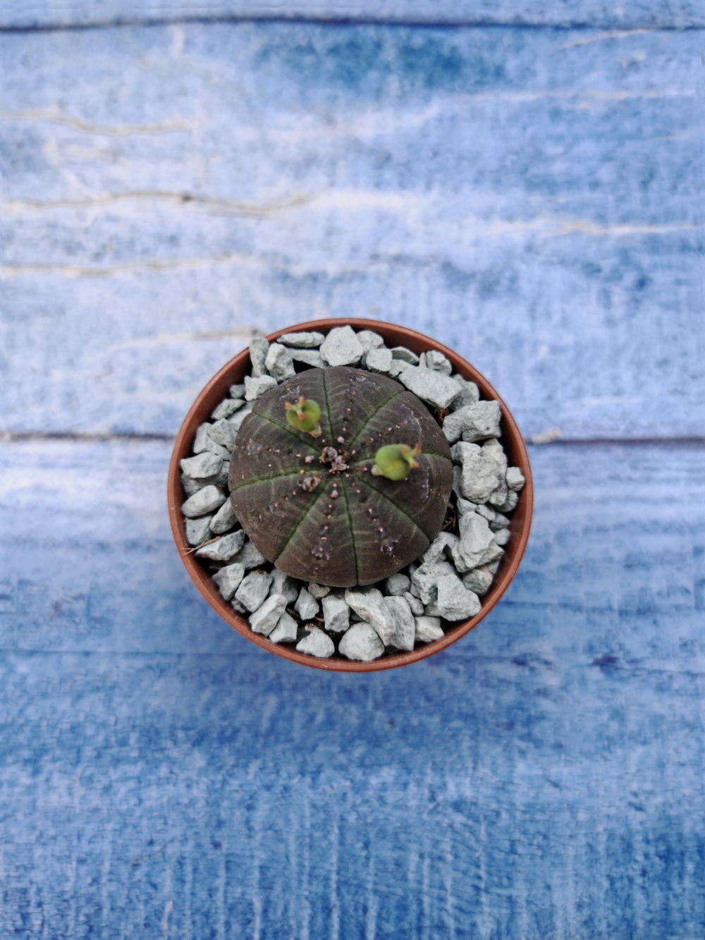 Euphorbia Obesa (Эуфорбия)
