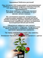 Пеларгония Вильгельм Лангут герань пёстролистная
