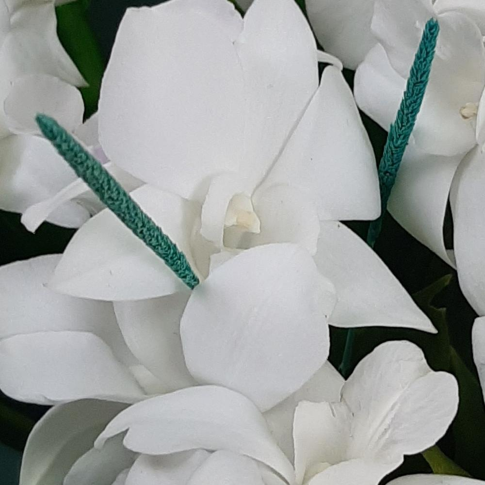 Букет орхидей «Космос и нежность»