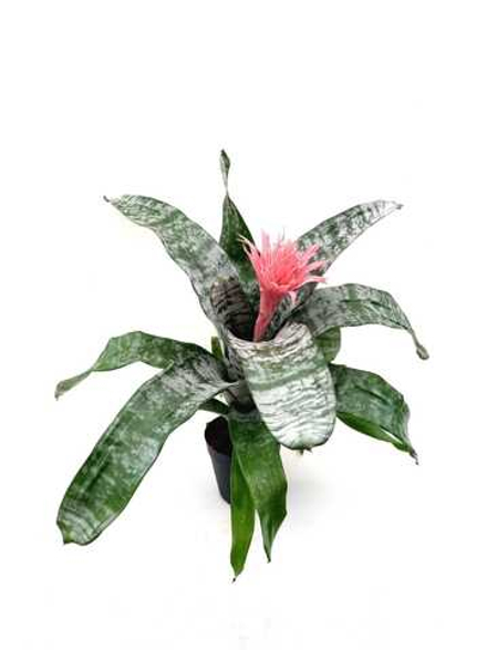 Эхмея (Бромелия)