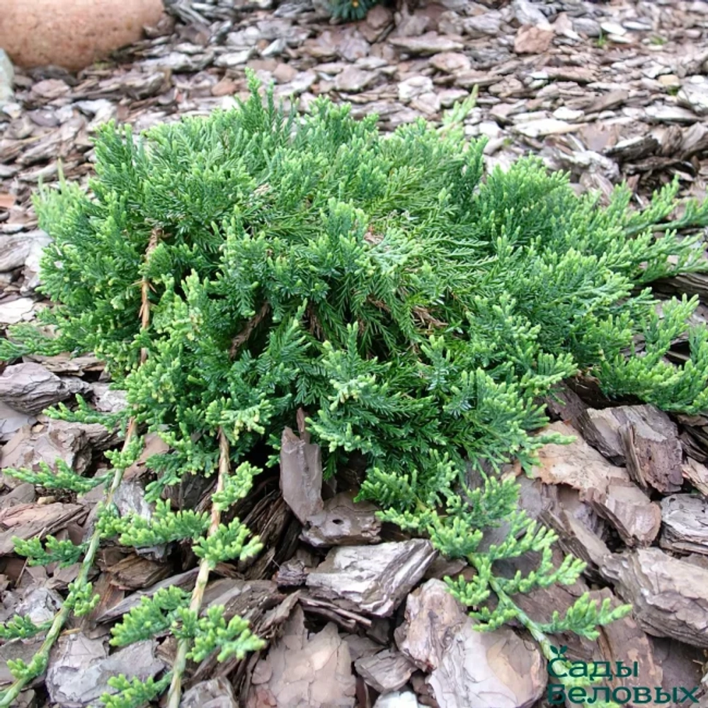Можжевельник горизонтальный Вилтони (Juniperus horizontalis Wiltonii) р9 август 2026 г.