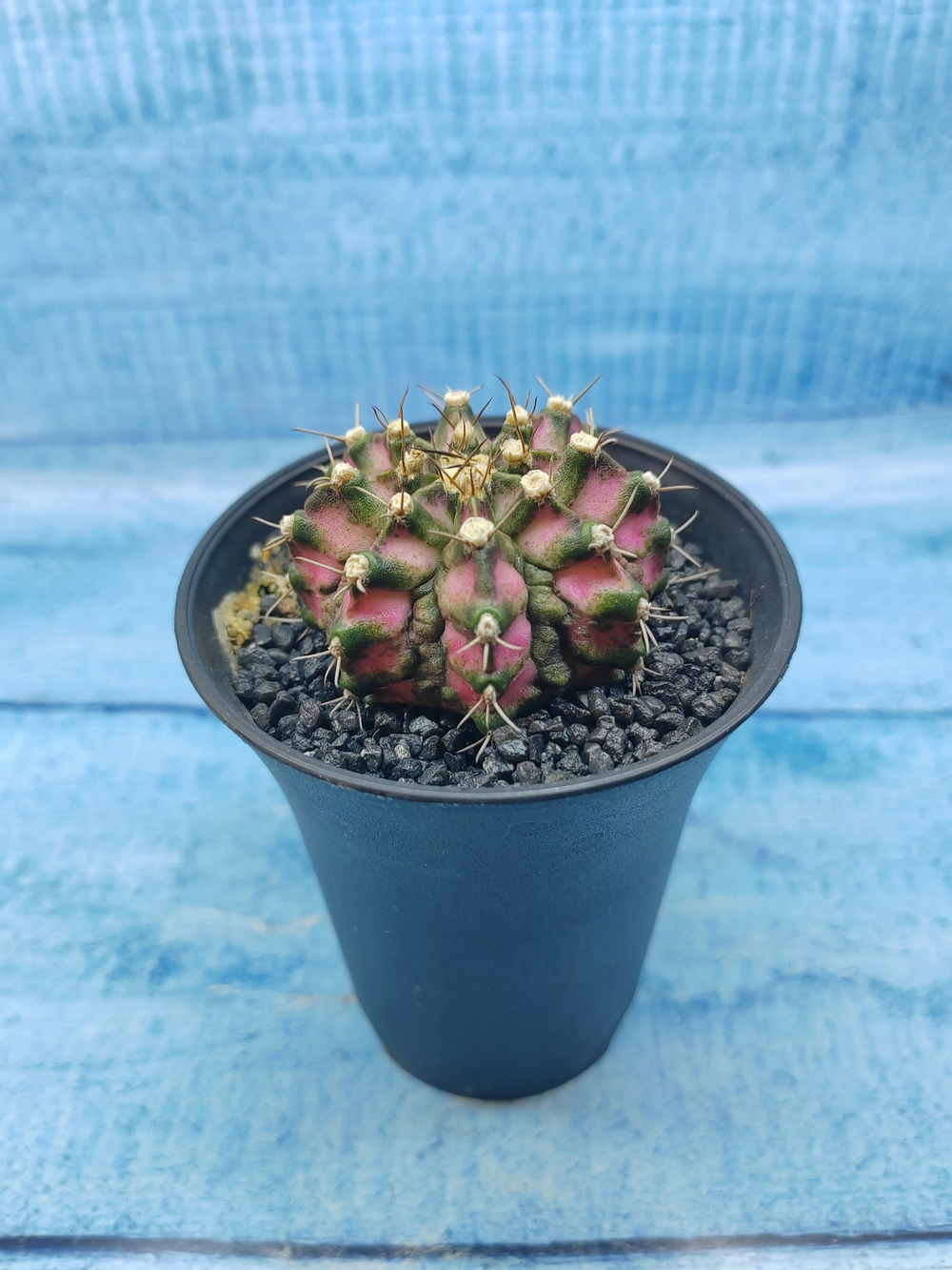 Gymnocalycium T-Rex Pink hybride (Гимнокалициум T-rex)