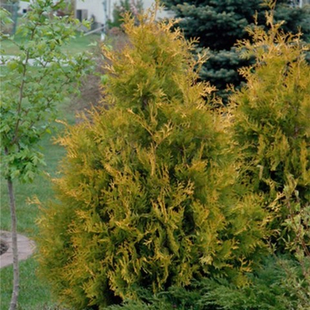 Туя западная Еллоу Риббон (ком) 160-180