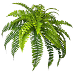 Папоротник Бостон диаметр 65 см