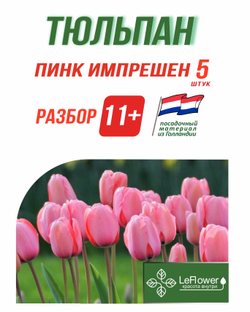 Тюльпан Луковица,Пинк Импрешен  5 шт, разбор 12+