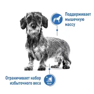 Корм для малоактивных собак, Royal Canin Mini Light Weight Care