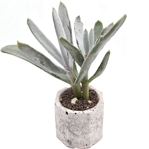 Суккулент Котиледон Лосиные Рога