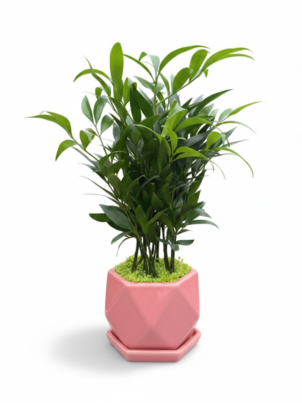 Пахира керамический горшок д. 12