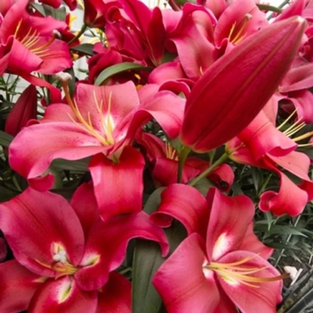 Лилия Ред Дезаер 3шт размер 18/20 Закупка М67 апрель 2026